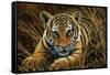 Tiger Cub-Jeremy Paul-Framed Stretched Canvas