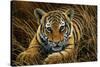 Tiger Cub-Jeremy Paul-Stretched Canvas