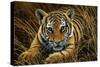 Tiger Cub-Jeremy Paul-Stretched Canvas