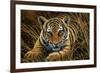 Tiger Cub-Jeremy Paul-Framed Giclee Print