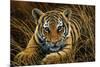 Tiger Cub-Jeremy Paul-Mounted Giclee Print