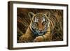 Tiger Cub-Jeremy Paul-Framed Giclee Print