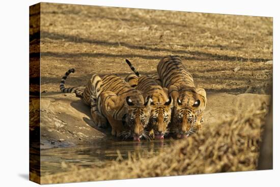 Tiger Cubs at the Waterhole, Tadoba Andheri Tiger Reserve, India-Jagdeep Rajput-Stretched Canvas