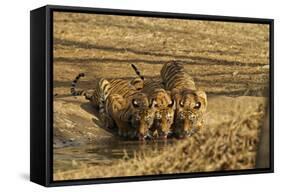 Tiger Cubs at the Waterhole, Tadoba Andheri Tiger Reserve, India-Jagdeep Rajput-Framed Stretched Canvas