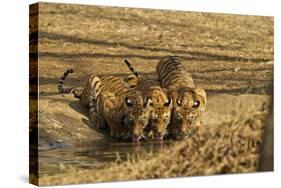 Tiger Cubs at the Waterhole, Tadoba Andheri Tiger Reserve, India-Jagdeep Rajput-Stretched Canvas