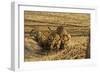 Tiger Cubs at the Waterhole, Tadoba Andheri Tiger Reserve, India-Jagdeep Rajput-Framed Photographic Print