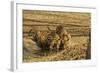 Tiger Cubs at the Waterhole, Tadoba Andheri Tiger Reserve, India-Jagdeep Rajput-Framed Photographic Print