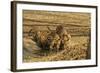 Tiger Cubs at the Waterhole, Tadoba Andheri Tiger Reserve, India-Jagdeep Rajput-Framed Photographic Print