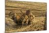 Tiger Cubs at the Waterhole, Tadoba Andheri Tiger Reserve, India-Jagdeep Rajput-Mounted Photographic Print