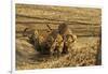 Tiger Cubs at the Waterhole, Tadoba Andheri Tiger Reserve, India-Jagdeep Rajput-Framed Photographic Print