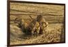 Tiger Cubs at the Waterhole, Tadoba Andheri Tiger Reserve, India-Jagdeep Rajput-Framed Photographic Print