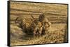 Tiger Cubs at the Waterhole, Tadoba Andheri Tiger Reserve, India-Jagdeep Rajput-Framed Stretched Canvas