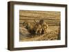 Tiger Cubs at the Waterhole, Tadoba Andheri Tiger Reserve, India-Jagdeep Rajput-Framed Photographic Print