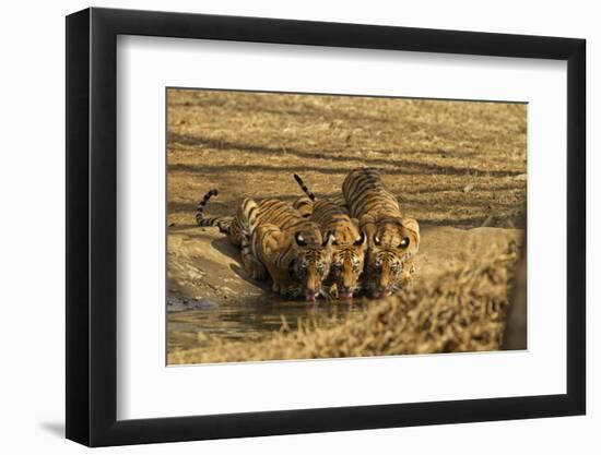 Tiger Cubs at the Waterhole, Tadoba Andheri Tiger Reserve, India-Jagdeep Rajput-Framed Photographic Print