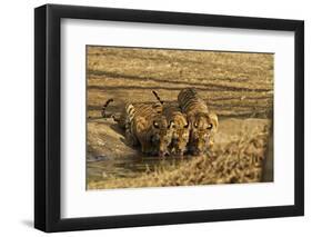 Tiger Cubs at the Waterhole, Tadoba Andheri Tiger Reserve, India-Jagdeep Rajput-Framed Photographic Print