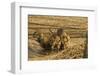 Tiger Cubs at the Waterhole, Tadoba Andheri Tiger Reserve, India-Jagdeep Rajput-Framed Photographic Print