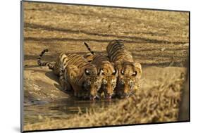 Tiger Cubs at the Waterhole, Tadoba Andheri Tiger Reserve, India-Jagdeep Rajput-Mounted Photographic Print