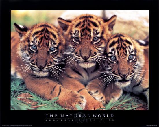 Tiger Cubs-null-Framed Art Print