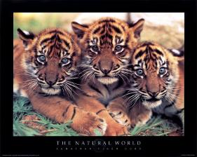 Tiger Cubs-null-Framed Art Print