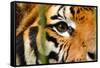 Tiger Eye-Anan Kaewkhammul-Framed Stretched Canvas