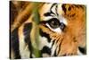 Tiger Eye-Anan Kaewkhammul-Stretched Canvas