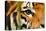Tiger Eye-Anan Kaewkhammul-Stretched Canvas