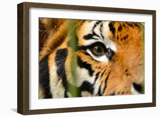 Tiger Eye-Anan Kaewkhammul-Framed Photographic Print