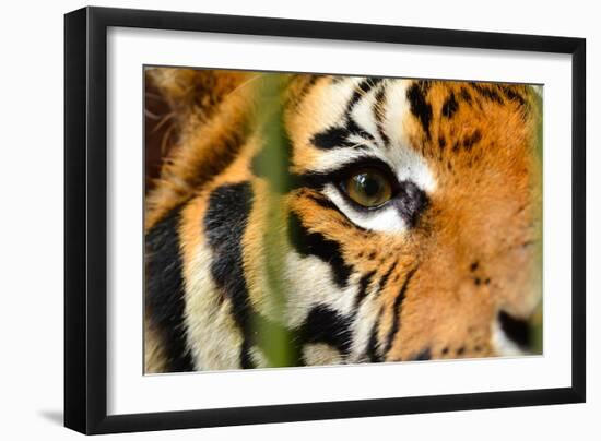 Tiger Eye-Anan Kaewkhammul-Framed Photographic Print