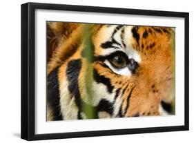 Tiger Eye-Anan Kaewkhammul-Framed Photographic Print