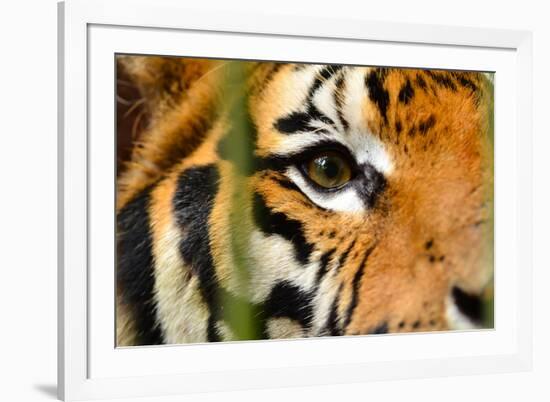 Tiger Eye-Anan Kaewkhammul-Framed Photographic Print