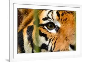 Tiger Eye-Anan Kaewkhammul-Framed Photographic Print