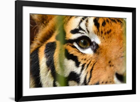 Tiger Eye-Anan Kaewkhammul-Framed Photographic Print