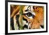 Tiger Eye-Anan Kaewkhammul-Framed Photographic Print