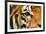 Tiger Eye-Anan Kaewkhammul-Framed Photographic Print