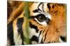 Tiger Eye-Anan Kaewkhammul-Mounted Photographic Print