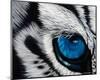 Tiger Eye-Jan Henderson-Mounted Art Print
