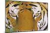 Tiger Eyes-Graeme Stevenson-Mounted Giclee Print