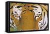 Tiger Eyes-Graeme Stevenson-Framed Stretched Canvas