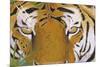 Tiger Eyes-Graeme Stevenson-Mounted Giclee Print