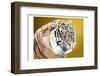 Tiger Eyes-Sheldon Lewis-Framed Photographic Print