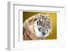 Tiger Eyes-Sheldon Lewis-Framed Photographic Print