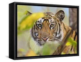 Tiger Face Portrait Amongst Foliage, Bandhavgarh National Park, India 2007-Tony Heald-Framed Stretched Canvas