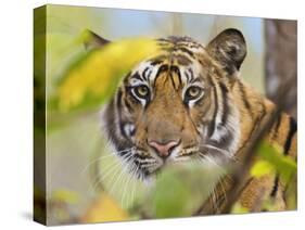 Tiger Face Portrait Amongst Foliage, Bandhavgarh National Park, India 2007-Tony Heald-Stretched Canvas