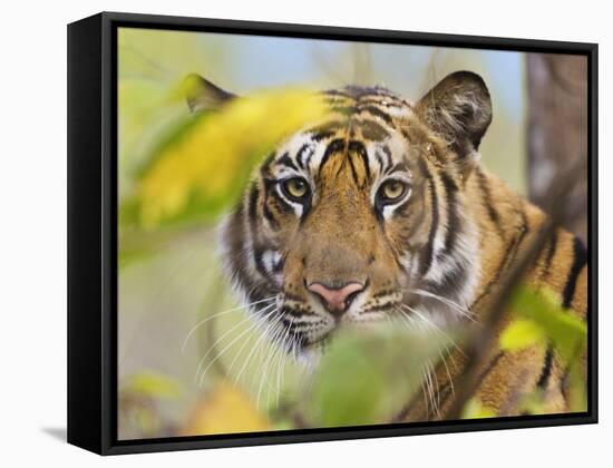 Tiger Face Portrait Amongst Foliage, Bandhavgarh National Park, India 2007-Tony Heald-Framed Stretched Canvas