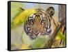 Tiger Face Portrait Amongst Foliage, Bandhavgarh National Park, India 2007-Tony Heald-Framed Stretched Canvas