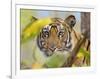 Tiger Face Portrait Amongst Foliage, Bandhavgarh National Park, India 2007-Tony Heald-Framed Premium Photographic Print