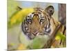 Tiger Face Portrait Amongst Foliage, Bandhavgarh National Park, India 2007-Tony Heald-Mounted Premium Photographic Print