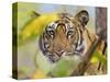 Tiger Face Portrait Amongst Foliage, Bandhavgarh National Park, India 2007-Tony Heald-Stretched Canvas