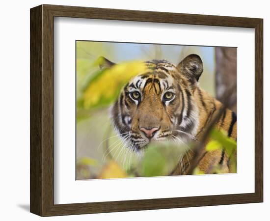 Tiger Face Portrait Amongst Foliage, Bandhavgarh National Park, India 2007-Tony Heald-Framed Photographic Print