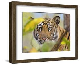 Tiger Face Portrait Amongst Foliage, Bandhavgarh National Park, India 2007-Tony Heald-Framed Photographic Print